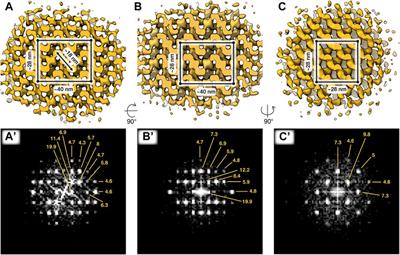 Membrane Remodeling and Matrix Dispersal Intermediates During Mammalian Acrosomal Exocytosis